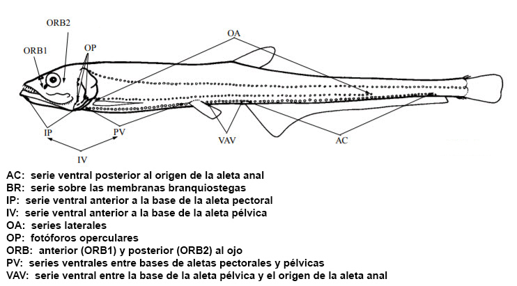 Familia Gonostomatidae_02.jpg